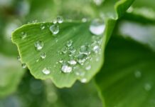 Ambiente in Costituzione: strumento di lotta a disuguaglianze