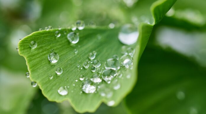 Ambiente in Costituzione: strumento di lotta a disuguaglianze